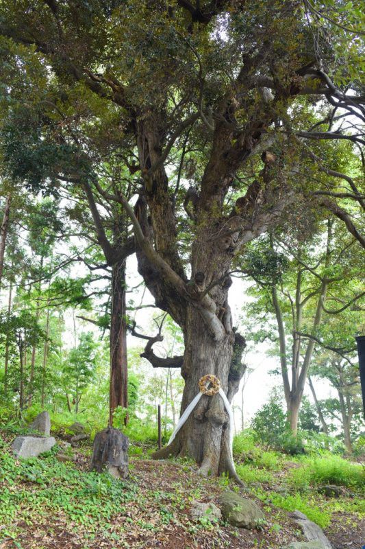 黒鳥の森をずっと見守ってきた樹齢数百年の椎の樹